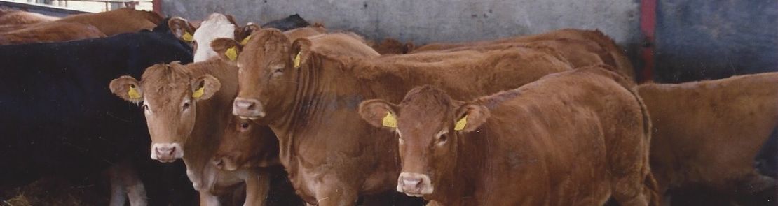 Cattle housed in a barn