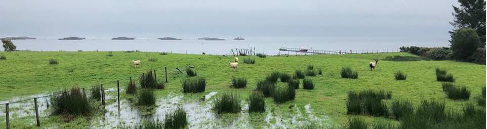 Sheep in a field by the sea