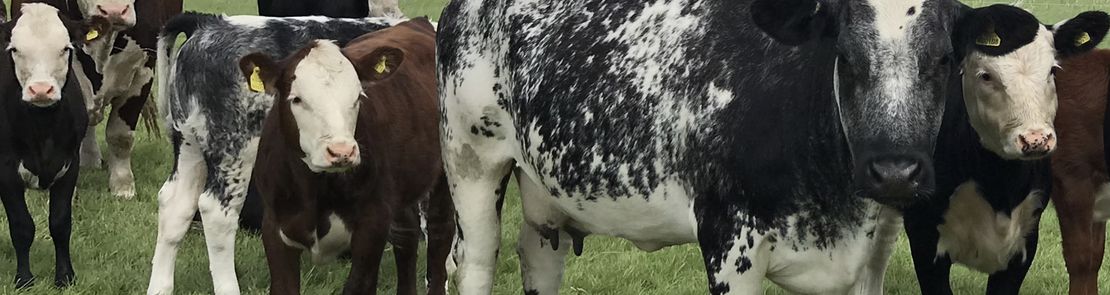 Suckler cows in a field