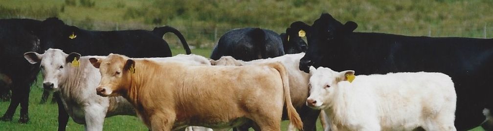 A field of cows on a hill