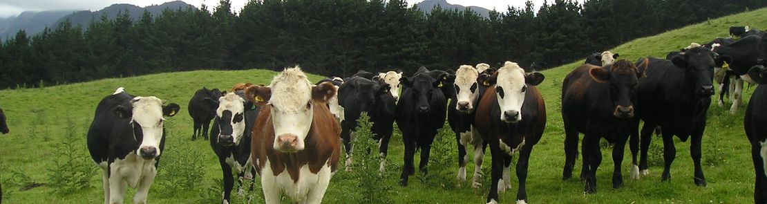 Cows in a field with a line of trees in the distance