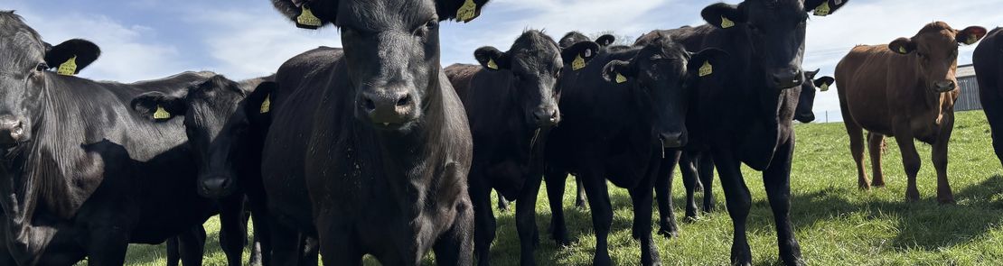 Black cattle looking at camera