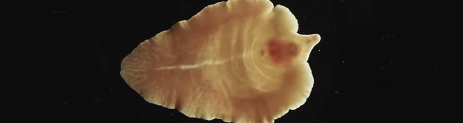 Fluke on black background