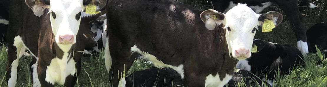 Young calves in a field which did not have cattle on it in the previous year