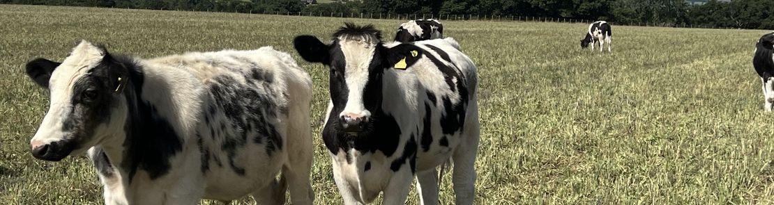 Cows in a field