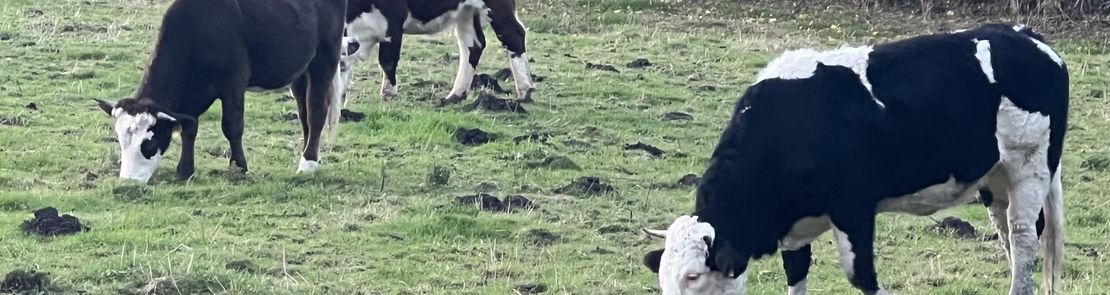 Young cattle in winter
