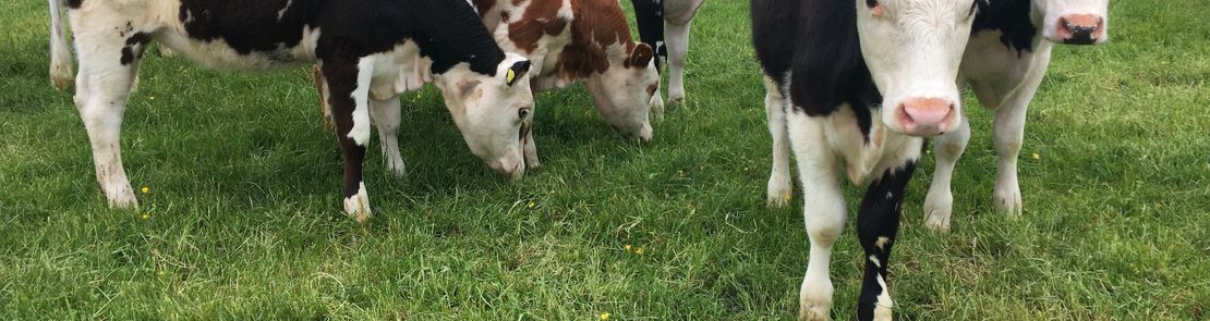 A group of calves out grazing (Credit: Natalie-Jewell)