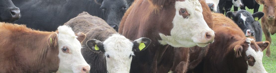 Suckler cows and calves