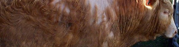 Cattle with heavy louse infestation