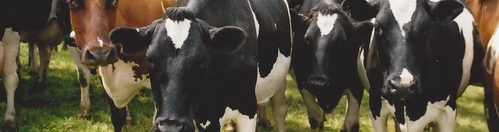 Cows at the top of a field sloping down behind them