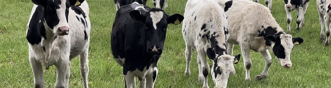 black and white cows in field