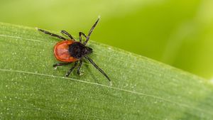 A tick (ixodes ricinus) on a green leaf