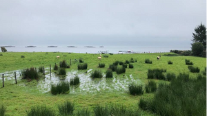 Sheep in a field by the sea