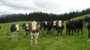 Cows in a field with a line of trees in the distance
