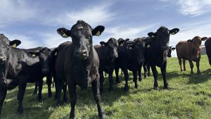 Black cattle looking at camera