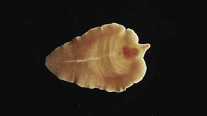 Fluke on black background