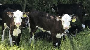 Young calves in a field which did not have cattle on it in the previous year