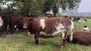 Testing for roundworms