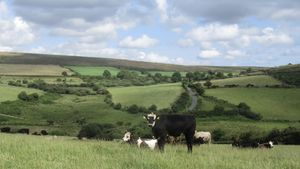 Cows on a hillside field