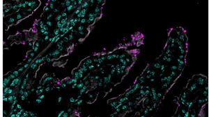 Cryptosporidium-in-mouse-gut-Pawlowic-Lab