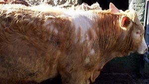 Cattle with heavy louse infestation