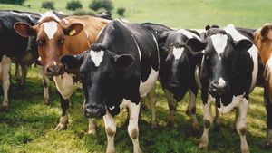 Cows at the top of a field sloping down behind them