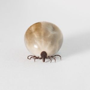 Ixodes scapularis blacklegged tick